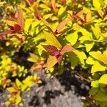 Spiraea japonica Лист