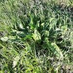 Rumex patientia Habit