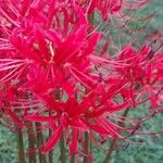 Lycoris radiata Кветка