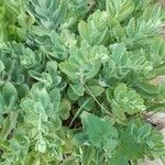 Hylotelephium spectabile Folha
