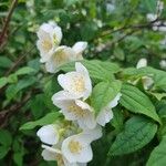 Philadelphus pubescens 花