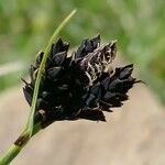 Carex parviflora Flower