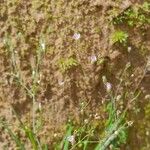 Gypsophila muralis Libunga