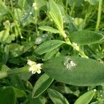 Polygonum aviculare Feuille