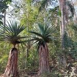 Pandanus utilisLeaf