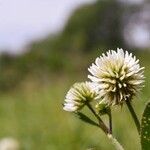 Trifolium montanum Flower