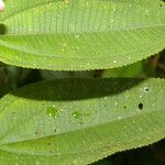 Conostegia subcrustulata Leaf