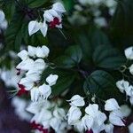 Clerodendrum thomsoniae Blomst