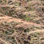 Aristida adscensionis Flower