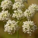 Pimpinella saxifragaOutro