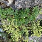 Alchemilla alpigena Blatt