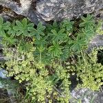 Alchemilla alpigena Leaf