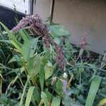 Amaranthus hypochondriacus花