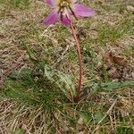 Erythronium dens-canisफूल