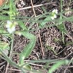 Arabidopsis thaliana Leaf