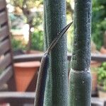 Ceropegia dichotoma Leaf