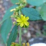 Triumfetta pentandra Flower