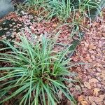Carex pendula Feuille