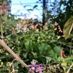 Lycium chinense Flower