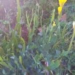 Genista sagittalis Hábito