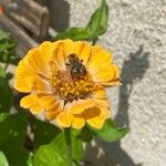 Zinnia elegansFlor