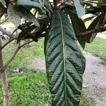 Eriobotrya japonica Likasa