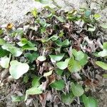 Adiantum reniforme Vivejo
