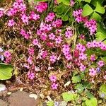 Oxalis articulata Hábito