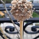 Allium commutatumBloem