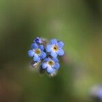 Myosotis ramosissima花