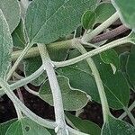Salvia discolor Bark