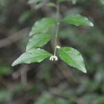 Hybanthus yucatanensis Blomst