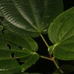 Miconia purpureoviolacea Leaf