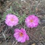 Portulaca grandifloraVirág