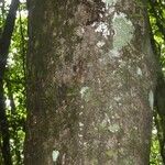 Micropholis obscura 樹皮