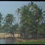 Cocos nucifera Hoja