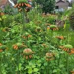 Leonotis nepetifolia Flower