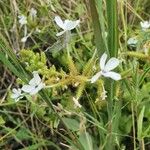Plumbago zeylanica Кветка
