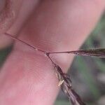 Dichanthium aristatum Flors