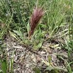 Bromus rubens Flower