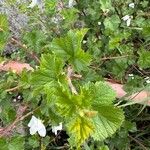 Rubus deliciosus Foglia