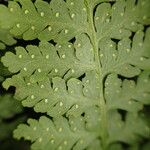 Microlepia speluncae Leaf