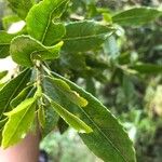 Claoxylon parviflorumLeaf