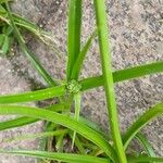 Cyperus eragrostis 叶