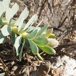 Euphorbia myrsinites Leaf