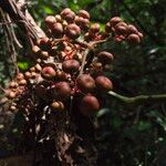 Leea guineensis Fruit