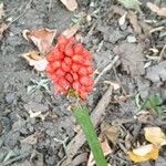 Arum cylindraceumFlower