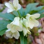 Cardamine enneaphyllos Кветка