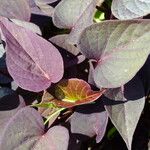 Ipomoea batatas Hoja