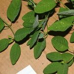 Euphorbia colletioides 葉